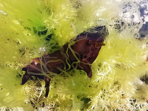 Aplysia punctata