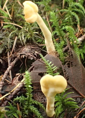 Cudoniaceae