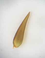 Fontinalis novae-angliae