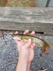 Ameiurus platycephalus