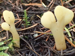 Cudoniaceae