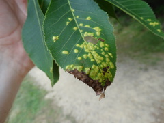 Pseudomicrostroma juglandis