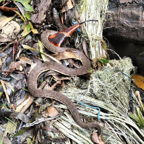 Cerberus schneiderii