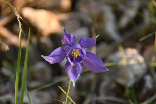 Aquilegia vulgaris