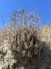 Dudleya viscida