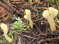 Cudoniaceae