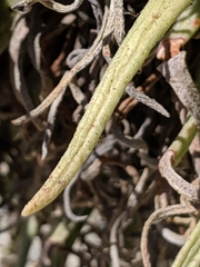 Dudleya viscida