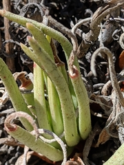 Dudleya viscida
