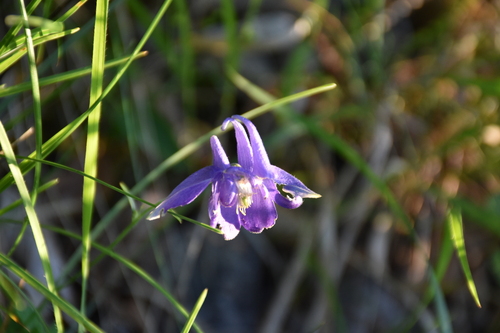 Aquilegia vulgaris