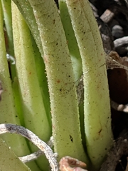 Dudleya viscida
