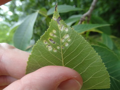 Pseudomicrostroma juglandis