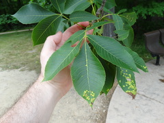 Pseudomicrostroma juglandis