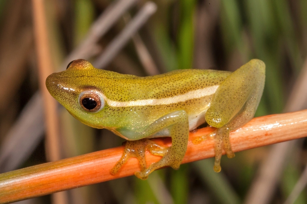 Little Reed Frog Power's reed frog in December 2017 by Dylan Leonard · iNaturalist