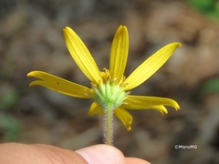 Verbesina coulteri