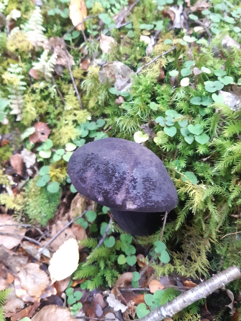 Tylopilus formosus · May 2025 · photo: © georgecox (iNaturalist, cc0)