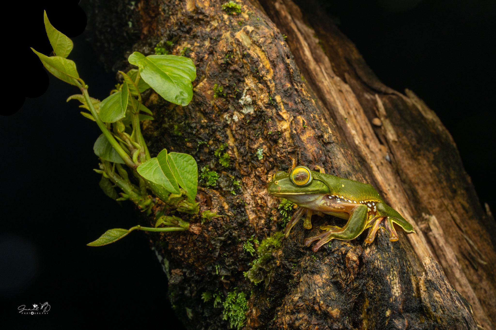 Anamalai Tree Frog