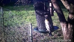 Coccothraustes vespertinus brooksi