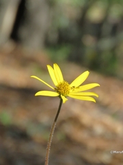 Verbesina coulteri