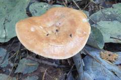 Lactarius affinis