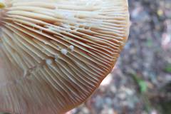 Lactarius affinis