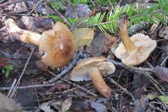 Tricholoma transmutans