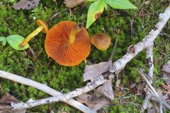 Cortinarius malicorius
