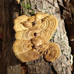 Daedaleopsis confragosa image