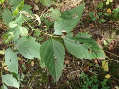 Acer negundo violaceum