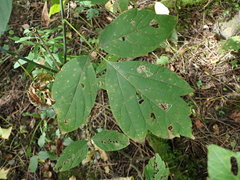 Acer negundo violaceum