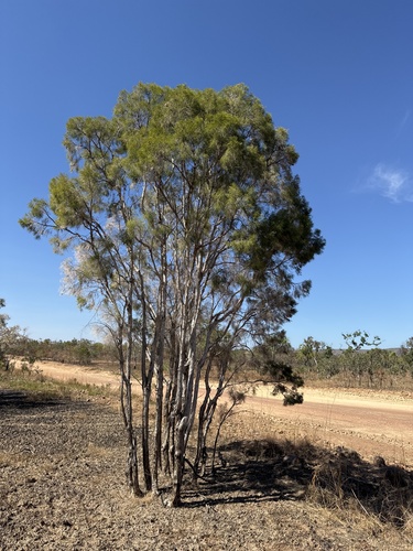 Melaleuca minutifolia