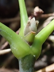 Acer negundo violaceum