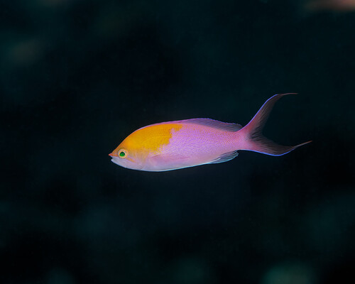 Pseudanthias regalis observed 2025-06-04