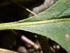 Acer negundo violaceum