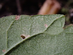 Acer negundo violaceum