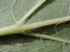 Acer negundo violaceum