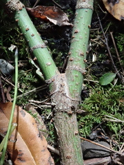 Acer negundo violaceum