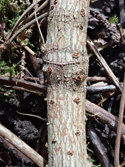 Acer negundo violaceum
