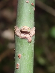 Acer negundo violaceum