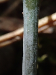 Acer negundo violaceum