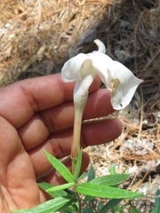 Mandevilla hypoleuca