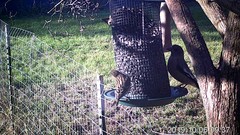 Coccothraustes vespertinus brooksi