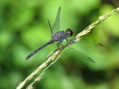 Erythrodiplax juliana