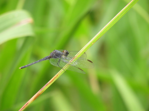Erythrodiplax juliana