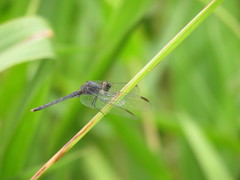 Erythrodiplax juliana