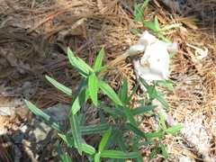 Mandevilla hypoleuca