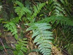 Polystichum silvaticum