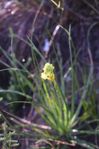 Many-flowered Kopieva (Bulbine floribunda)