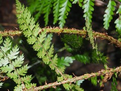 Polystichum silvaticum