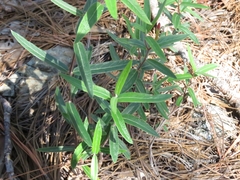 Mandevilla hypoleuca