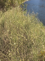 Chloracantha spinosa spinosa